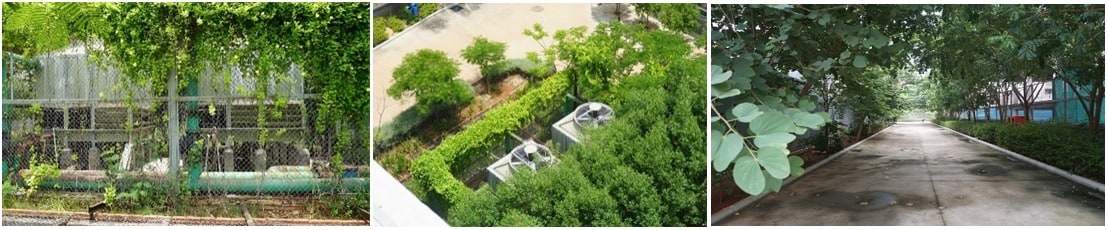 Urban forests and landscape